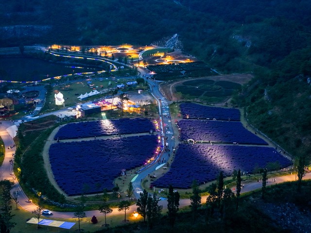 라벤더가 피었을 때 야간 광경